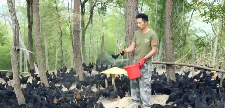 “Gà hắc ám” giá hơn nửa triệu/con, đến trứng cũng “hái ra tiền” - 2