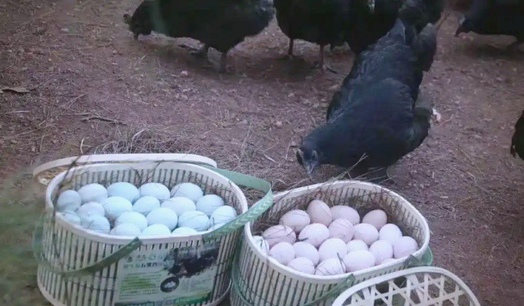 “Gà hắc ám” giá hơn nửa triệu/con, đến trứng cũng “hái ra tiền” - 3