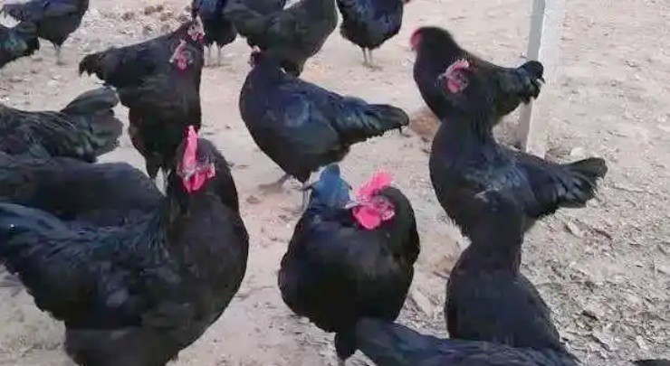 “Gà hắc ám” giá hơn nửa triệu/con, đến trứng cũng “hái ra tiền” - 1