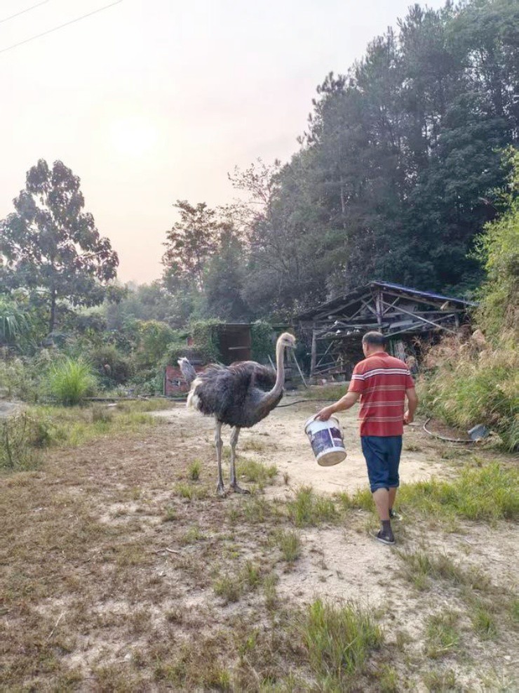 Từ 1,8 triệu đồng, cô gái biến đà điểu thành thú cưng "gây bão” mạng xã hội - 3