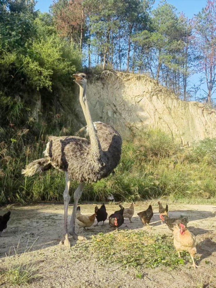 Từ 1,8 triệu đồng, cô gái biến đà điểu thành thú cưng "gây bão” mạng xã hội - 2