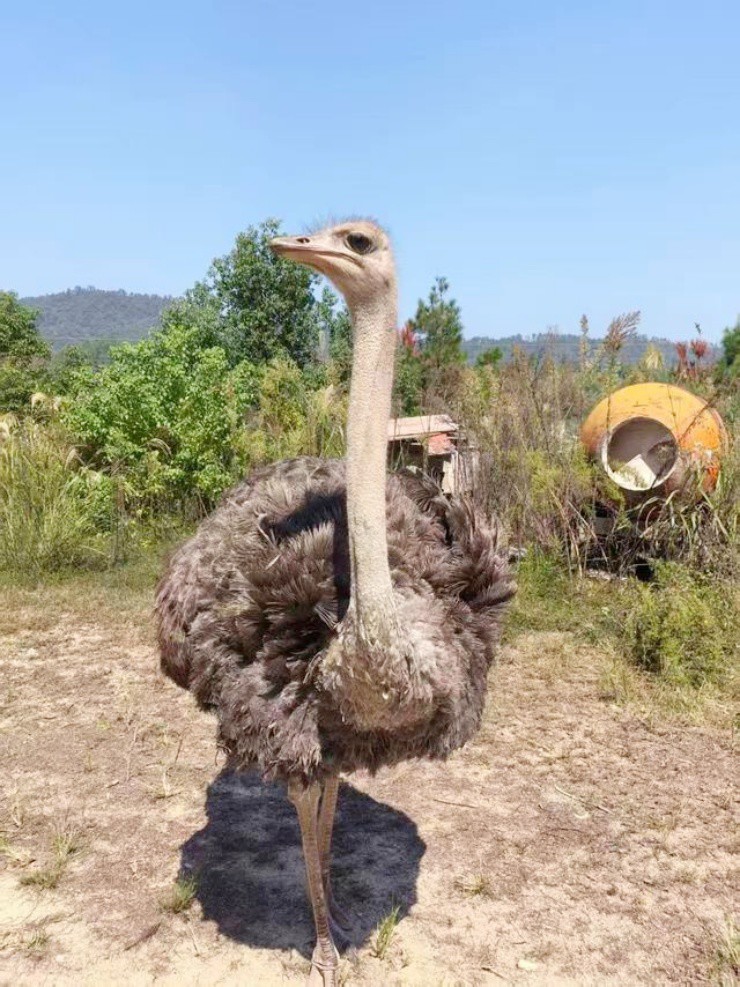 Từ 1,8 triệu đồng, cô gái biến đà điểu thành thú cưng "gây bão” mạng xã hội - 4