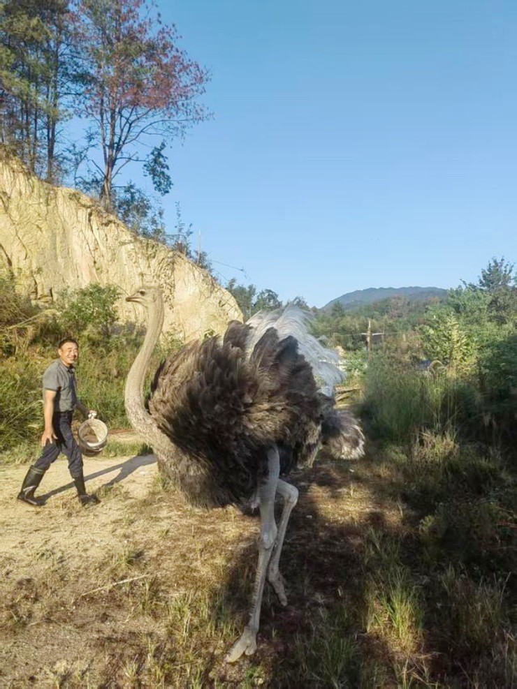 Từ 1,8 triệu đồng, cô gái biến đà điểu thành thú cưng "gây bão” mạng xã hội - 1