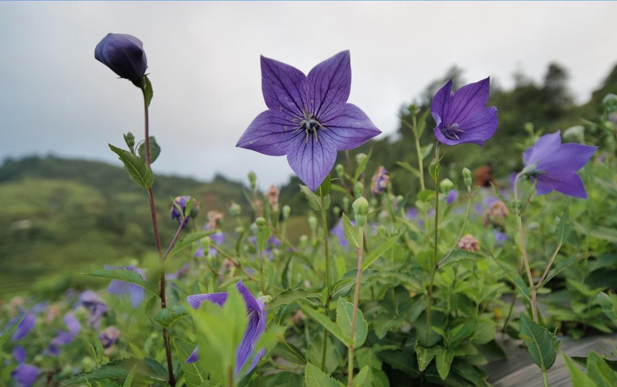 Cát cánh dược liệu hỗ trợ giảm ho, long đờm cho trẻ. (Ảnh: Ích Nhi)