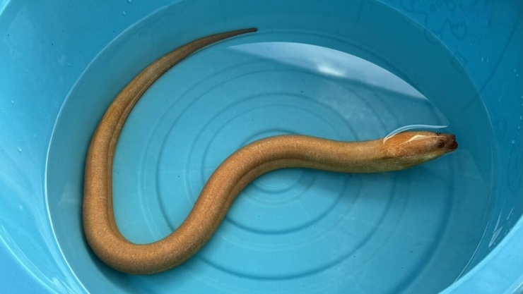 Ngư dân bắt được con lươn màu vàng khi đang đánh cá.