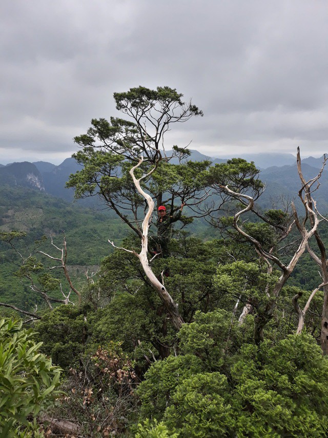 Ban Quản lý Vườn Quốc gia Phong Nha - Kẻ Bàng triển khai nhiều phương án bảo vệ quần thể bách xanh đá. (Ảnh: VQG PNKB).