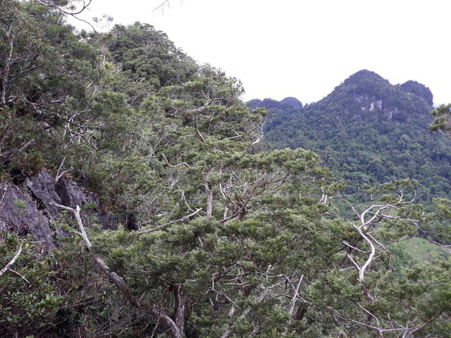 Trong vùng lõi của Vườn Quốc gia Phong Nha - Kẻ Bàng có sự phân bố của quần thể bách xanh đá nguyên sinh với khu vực phân bố hơn 3.000 ha. (Ảnh: VQG PNKB).