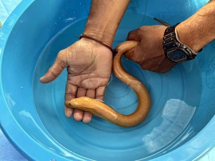 Đi đánh cá, ngư dân bắt được con lươn vàng quý hiếm - 2