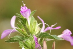 Thị trường - Tiêu dùng - Cây nghe tên giống nội tạng, toàn thân là “mỏ vàng”, hái bán đếm tiền mỏi tay