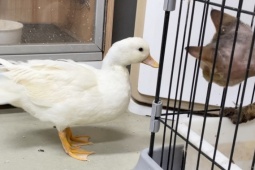 Thị trường - Tiêu dùng - Loài gia cầm “quý tộc” xưa giá vài chục triệu, nay rớt giá hàng chục lần