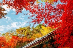 Du lịch - Lịch ngắm lá vàng lá đỏ Hàn Quốc mùa thu 2025