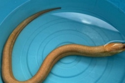 Thị trường - Tiêu dùng - Đi đánh cá, ngư dân bắt được con lươn vàng quý hiếm