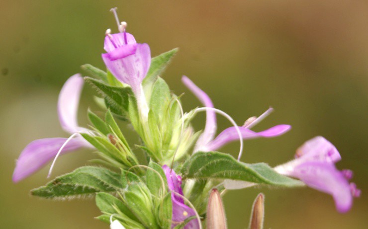 Cây nghe tên giống nội tạng, toàn thân là “mỏ vàng”, hái bán đếm tiền mỏi tay - 1