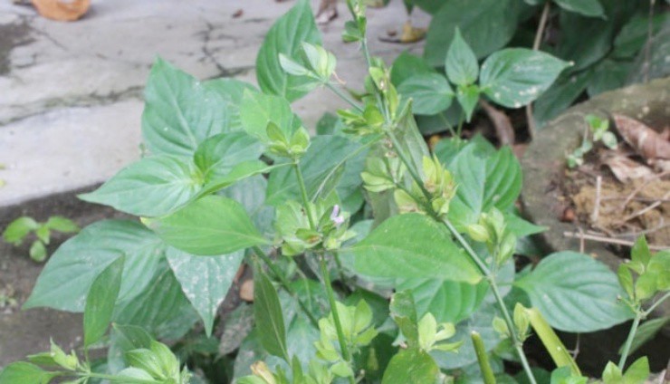 Cây nghe tên giống nội tạng, toàn thân là “mỏ vàng”, hái bán đếm tiền mỏi tay - 2