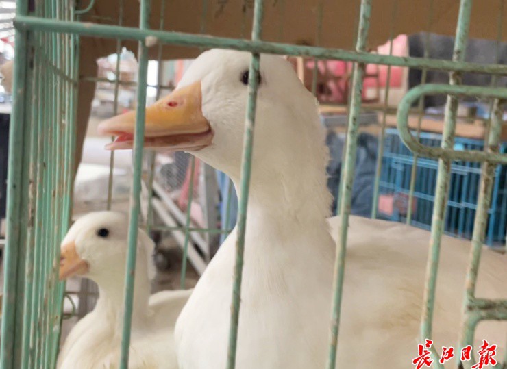 Ảnh: Changjiang News