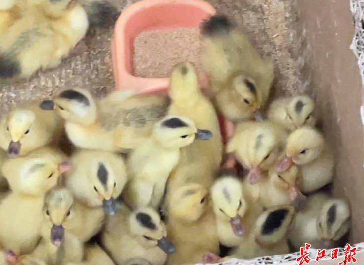Ảnh: Changjiang News