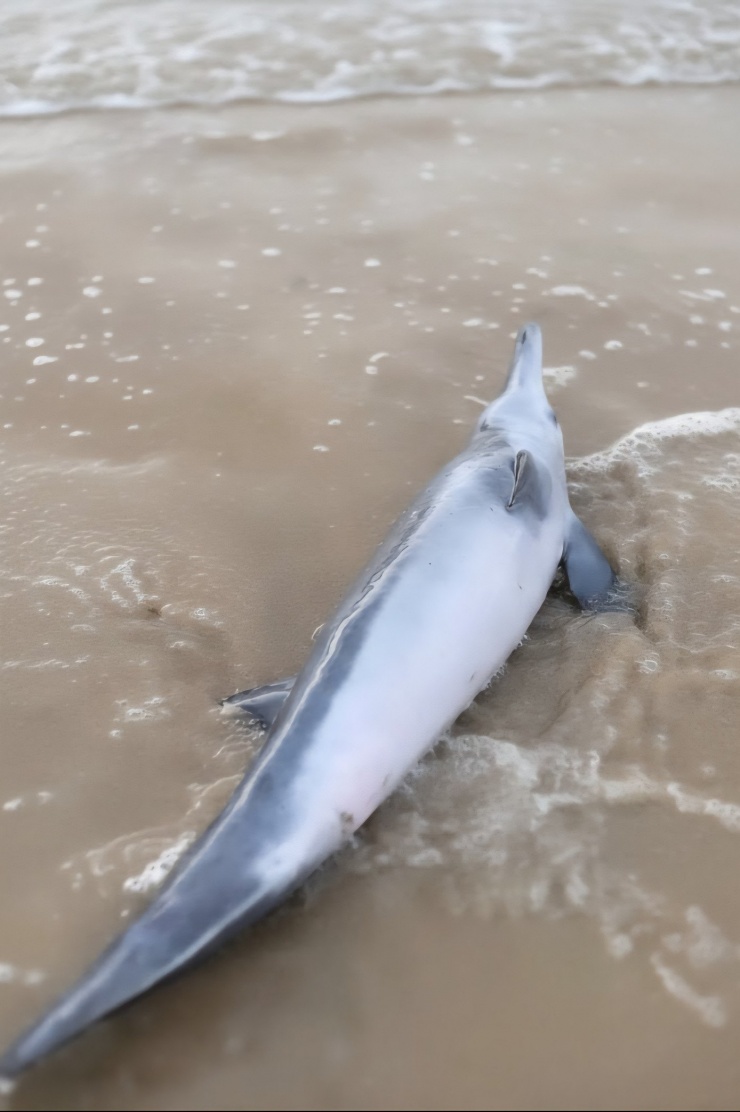 Cá thể cá heo thời điểm bị mắc cạn tại vùng biển xã Phú Vinh, Huế.