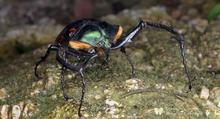 Loài côn trùng đắt đỏ nhất thế giới, giá hơn 2 tỷ đồng/con - 2