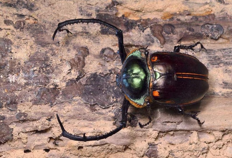 Loài côn trùng đắt đỏ nhất thế giới, giá hơn 2 tỷ đồng/con - 3