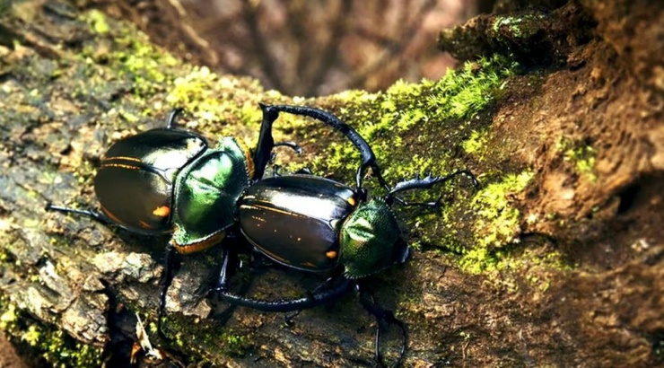 Loài côn trùng đắt đỏ nhất thế giới, giá hơn 2 tỷ đồng/con - 4