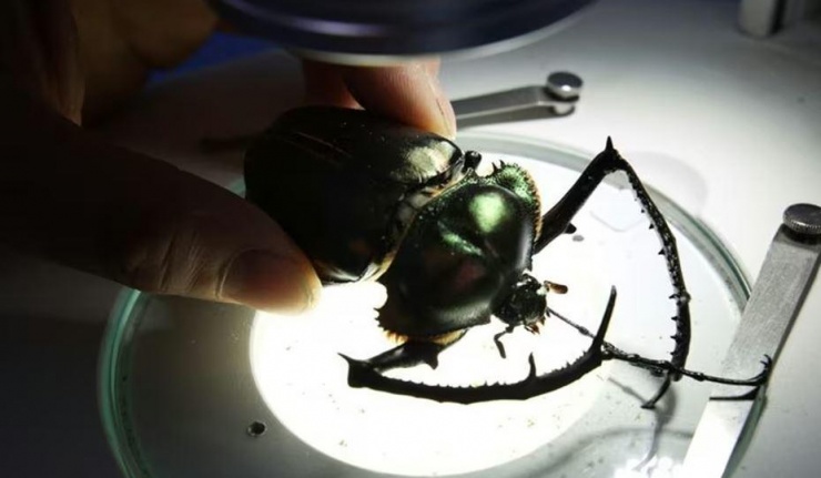 Loài côn trùng đắt đỏ nhất thế giới, giá hơn 2 tỷ đồng/con - 5