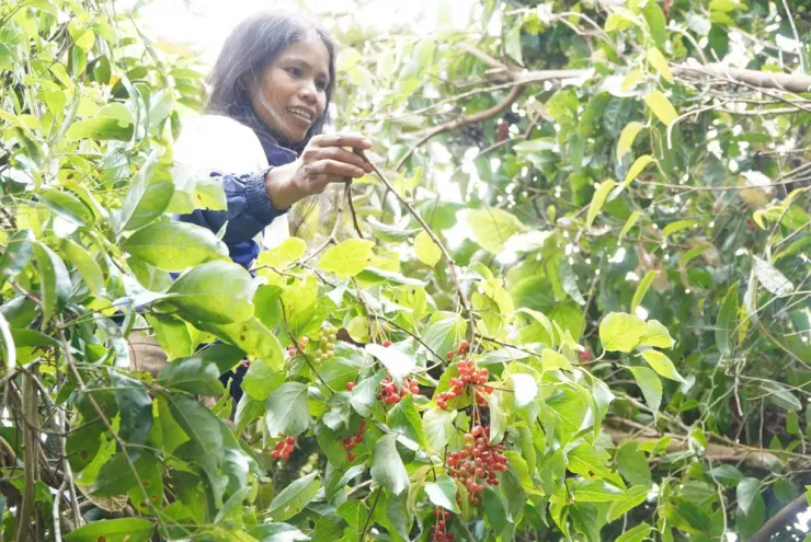 Theo chân người Xơ Đăng lên rừng hái &#39;hạt ngọc trời&#39;, kiếm tiền triệu mỗi ngày - 7
