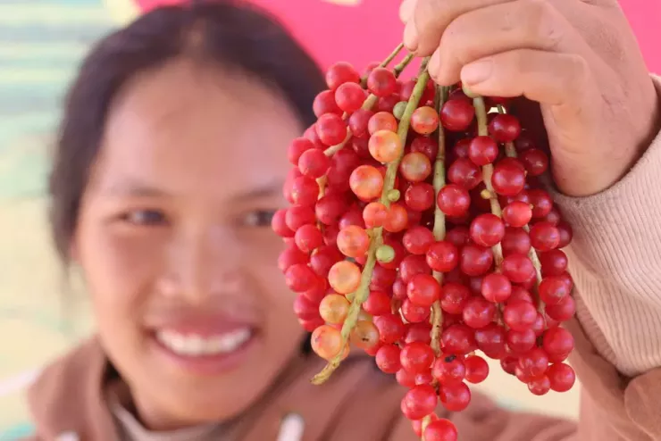 Theo chân người Xơ Đăng lên rừng hái &#39;hạt ngọc trời&#39;, kiếm tiền triệu mỗi ngày - 9