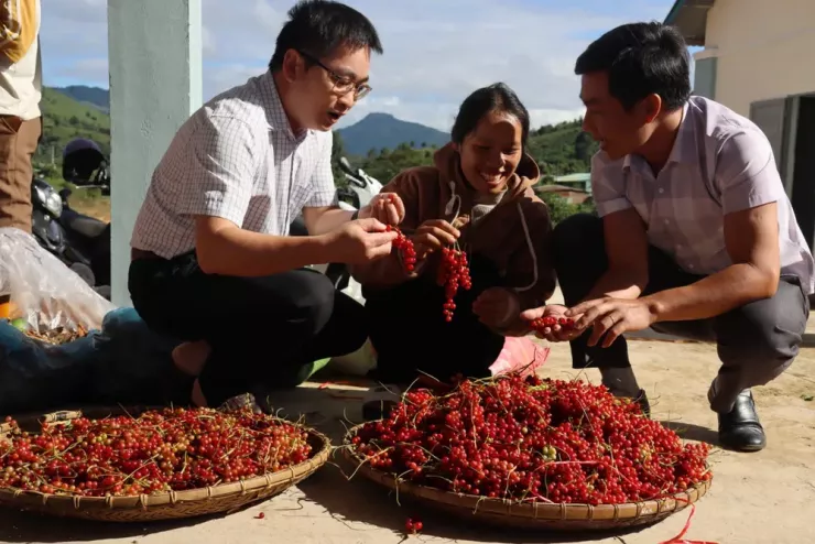 Theo chân người Xơ Đăng lên rừng hái &#39;hạt ngọc trời&#39;, kiếm tiền triệu mỗi ngày - 10