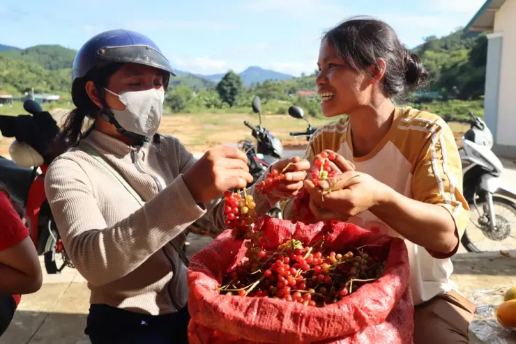 Theo chân người Xơ Đăng lên rừng hái &#39;hạt ngọc trời&#39;, kiếm tiền triệu mỗi ngày - 8