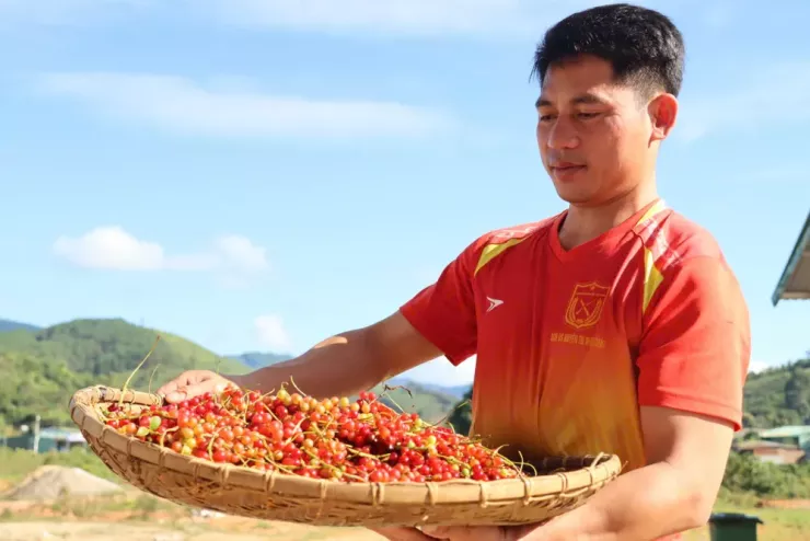 Theo chân người Xơ Đăng lên rừng hái &#39;hạt ngọc trời&#39;, kiếm tiền triệu mỗi ngày - 11