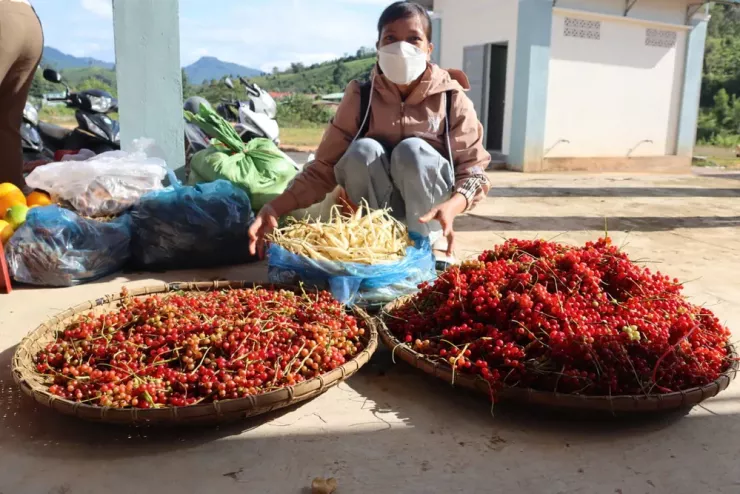 Theo chân người Xơ Đăng lên rừng hái &#39;hạt ngọc trời&#39;, kiếm tiền triệu mỗi ngày - 12