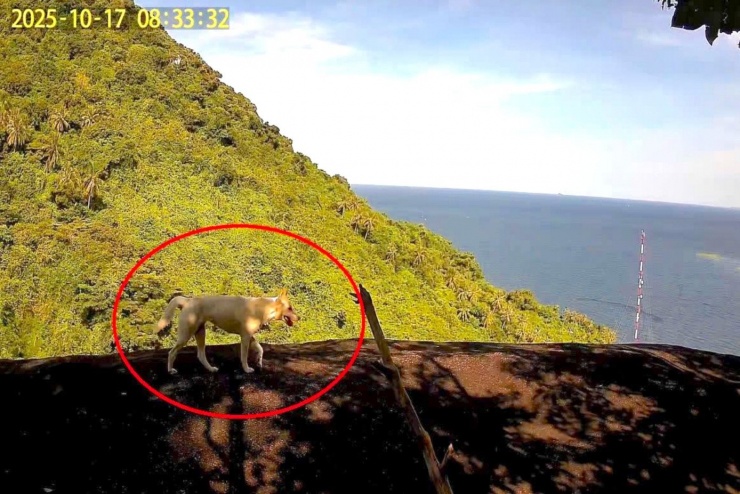 Bẫy ảnh ghi nhận hình ảnh một cá thể được xác định là chó màu trắng vào ngày 17/10/2025.