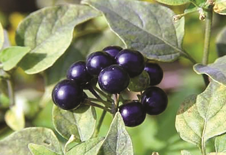 Quả dại xưa rụng thối gốc không ai "ngó" nay có giá gần 1 triệu/kg, ở Việt Nam mọc bạt ngàn - 1