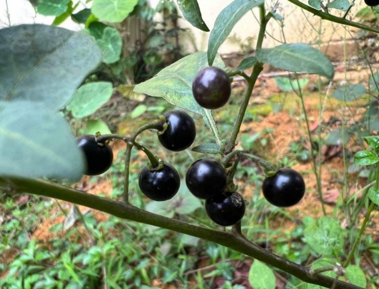 Quả dại xưa rụng thối gốc không ai "ngó" nay có giá gần 1 triệu/kg, ở Việt Nam mọc bạt ngàn - 3