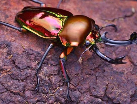 Loài côn trùng đắt đỏ nhất thế giới, giá hơn 2 tỷ đồng/con - 1