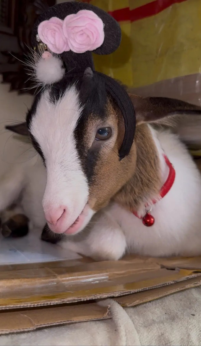 Jam thành ‘con cưng’ của cả nhà.
