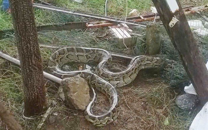 Người dân phát hiện con trăn đất bò vào khu dân cư Thành Vinh - phường Sơn Trà
