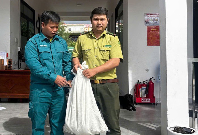 Ban Chỉ huy quân sự phường Sơn Trà bàn giao trăn đất cho cơ quan kiểm lâm