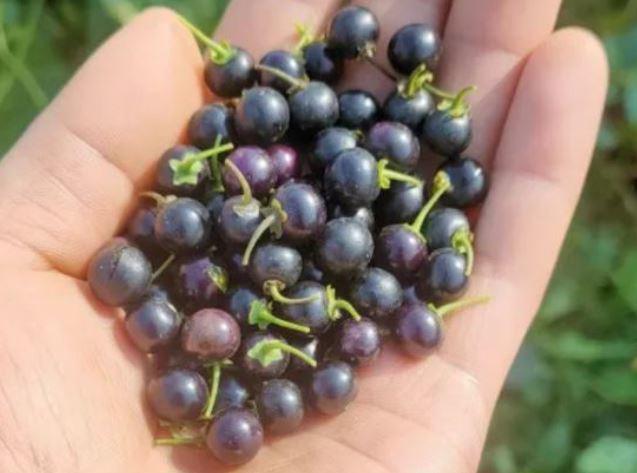 Quả dại xưa rụng thối gốc không ai "ngó" nay có giá gần 1 triệu/kg, ở Việt Nam mọc bạt ngàn - 2