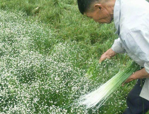 Rau ở Việt Nam nhiều người cho miễn phí, ra nước ngoài giá hơn 200.000 đồng/kg - 1