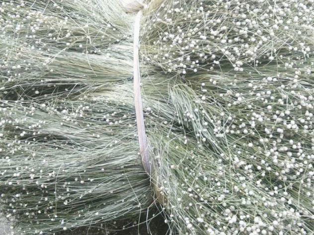 Rau ở Việt Nam nhiều người cho miễn phí, ra nước ngoài giá hơn 200.000 đồng/kg - 3