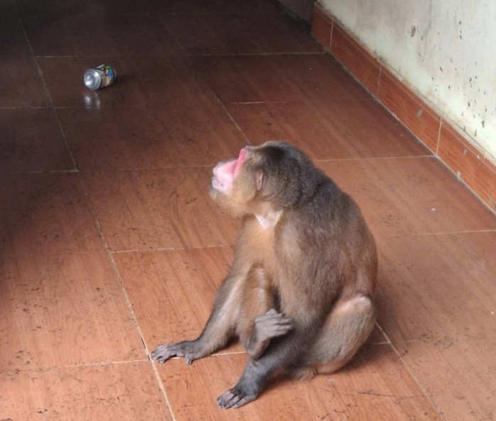 Cá thể Khỉ mặt đỏ quý hiếm vào nhà dân