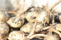 Thị trường - Tiêu dùng - "Lộc trời" dưới bùn đất nay thành đặc sản được ví như vàng trắng, dân trồng ung dung đếm tiền