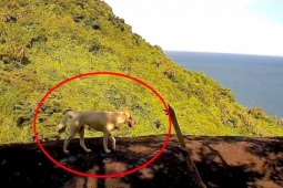 Tin tức trong ngày - 'Khỉ trắng' trên núi Ma Thiên Lãnh thực chất là... chó nuôi