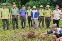 Tin tức trong ngày - Tưởng kẻ trộm gà, ai ngờ là "vị khách" đặc biệt quý hiếm nặng 30kg