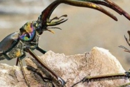 Loài côn trùng đắt đỏ nhất thế giới, giá hơn 2 tỷ đồng/con