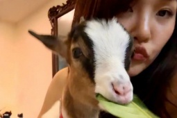 Thị trường - Tiêu dùng - Cô gái Hà Nội chi 20 triệu nuôi dê làm thú cưng vì 'quá đáng yêu'