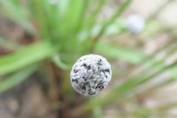 Thị trường - Tiêu dùng - Rau ở Việt Nam nhiều người cho miễn phí, ra nước ngoài giá hơn 200.000 đồng/kg