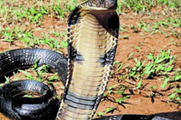 Sức khỏe đời sống - Tử vong sau khi bị rắn hổ mang cắn