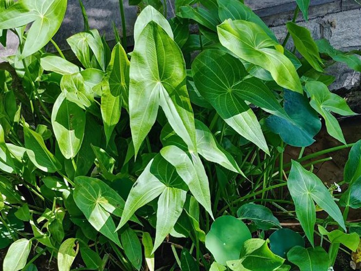 Rau mác (tên khoa học Sagittaria sagittifolia) mọc phổ biến ở các ao hồ, ruộng nước, đầm lầy. Lá của rau mác có hình dạng đặc trưng như mũi tên hoặc đuôi én, nên còn được gọi bằng những cái tên dân dã như “cỏ kéo kéo” hay “cỏ đuôi én”.
